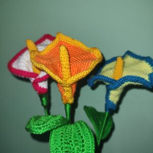 Carnation Flowers