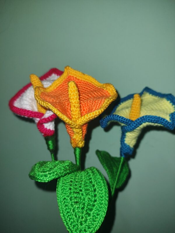 Carnation Flowers