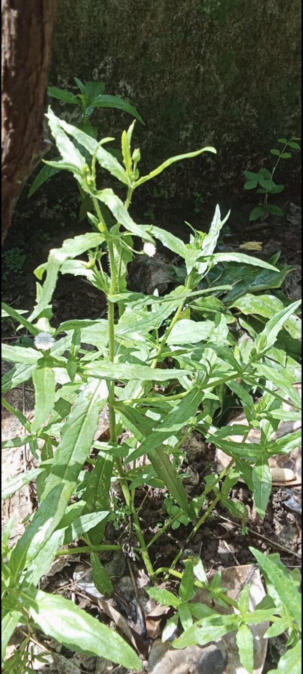 KK Herbal Hair Oil - Image 5